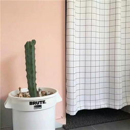 如果我是仙人掌女孩,你敢抱我吗