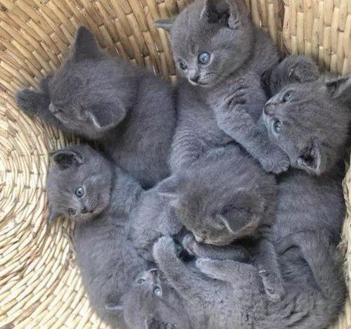 家里血统纯正的蓝猫,奶奶差点以10元的价格卖出去