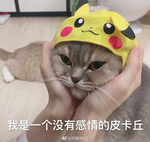 洲洲的微博
