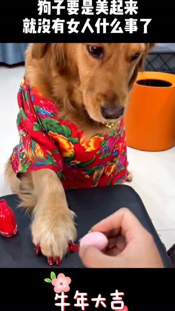 事实证明,狗子要是美起来,就没有女生什么事了