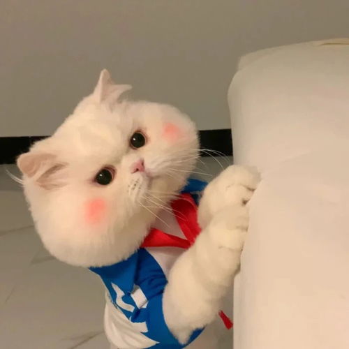 12星座最向往的生活