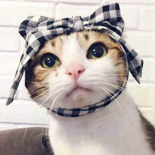 铲屎官看过来养猫期间常见的小问题有哪些