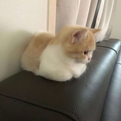 特别可爱的猫咪头像,爱猫的女生一定会喜欢的