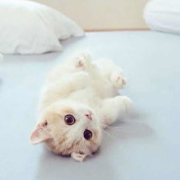 请问这两个图片是什么品种的猫
