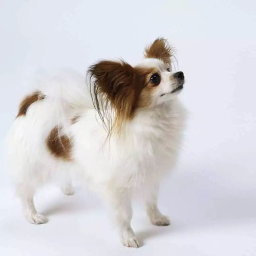 头像女和狗在一起的蝴蝶犬