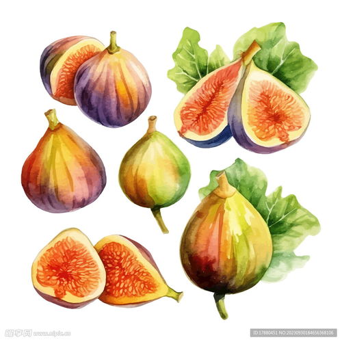 水彩无花果插画设计图