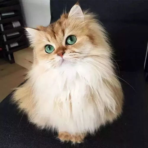 颜值最高的猫咪