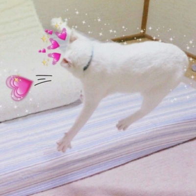 可爱又萌的小猫咪来了,动物搞笑情侣头像