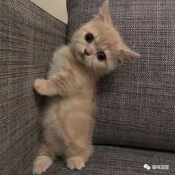 吸猫时间到,又一只圆圆的小短腿