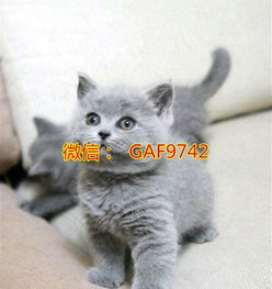 纯种英短蓝猫家养英国短毛猫家庭繁育宠物猫幼猫找新家