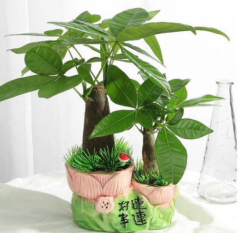 发财树花语