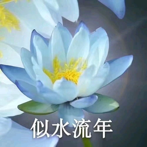 一组老年人头像花开富贵请求添加好友з