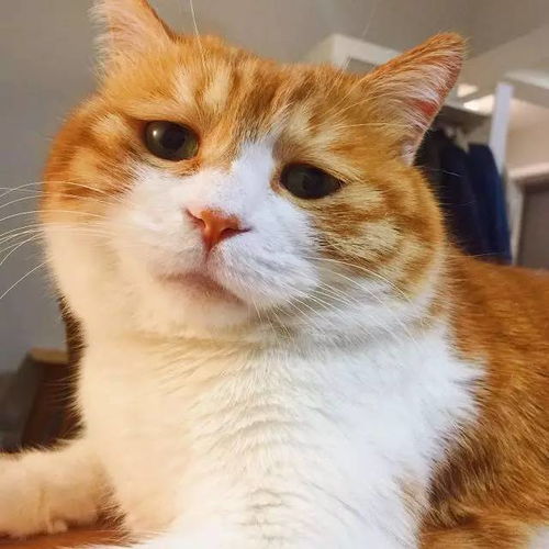 这只小确丧的猫在中国和日本火了想吃却怎么都吃不到,还有让猫生绝望的悲催日常