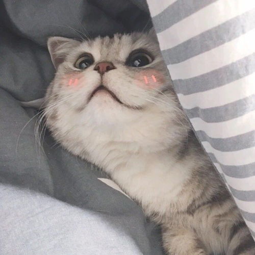 猫疱疹治疗大概花费多少