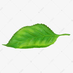 手绘小清新叶子素材图片免费下载千库网
