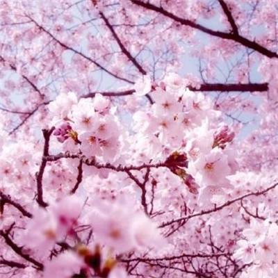 樱花烂漫时