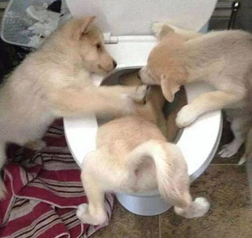 千万不要猜测汪星人的想法,因为你根本猜不到