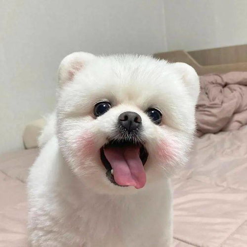 巨巨巨好看的高清头像壁纸美图