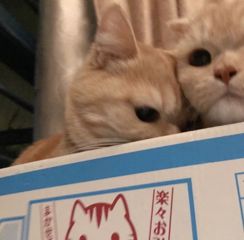 小众情侣头像