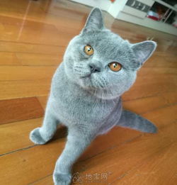 女生和蓝猫的头像头像