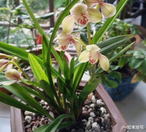给兰花喷雾化水,掌握3个要点,叶片油绿,不用担心烂叶掉花苞