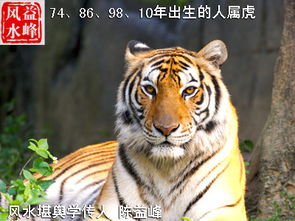 陈益峰谈属虎的人风水注意
