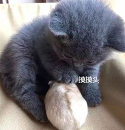 男主买只蓝猫,女友却买只仓鼠回来,结果它俩关系让男主不淡定了