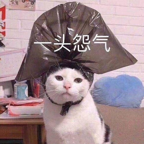 搞笑女头像沙雕可爱情头