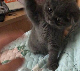 转让蓝猫母三个多月