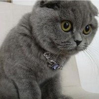 很火的英短蓝猫表情包微信头像图片大全