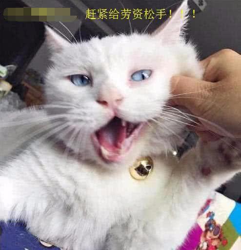 小伙到女友家做客,摸了一把宠物猫咪的小脸,手伤了对象也吹了