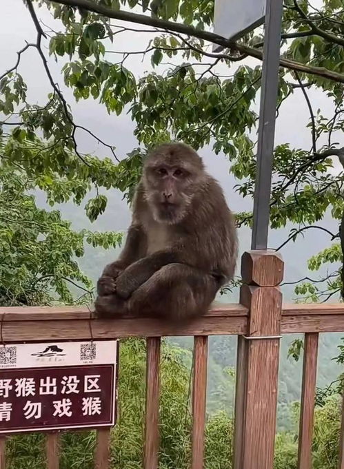 游客在四川瓦屋山徒步时遇野猴扑咬,景区回应愿承担责任