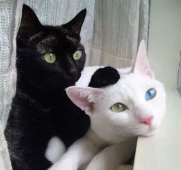 养一个孩子,比养20只猫还难