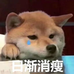 邵阳猪肉价格一路飙升,排骨28元1斤吃不起了....