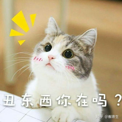 怎么和一个喜欢猫的女生聊天呢