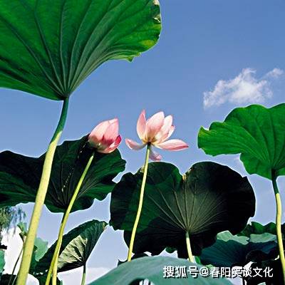 喜欢打扮的三种生肖女,不管走到哪里都是美丽的风景