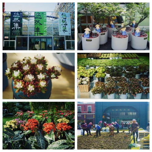 大型进口花展首次落户江城汉口北,10月25日将正式开展