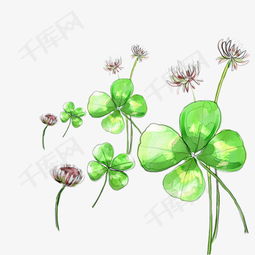 四叶草开花图片素材图片免费下载高清装饰图案png千库网图片编号5774356