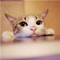 少女心爆棚的可爱猫咪微信头像14