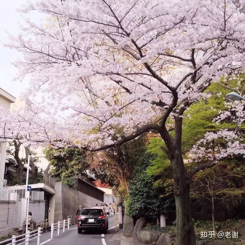又是一年樱花季,你找到陪你看樱花的人了吗