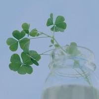 好看的微信头像图片植物类的微信头像图片大全