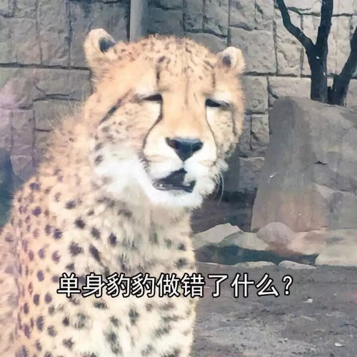 女生微信头像可爱沙雕活活