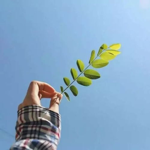 女人最吉利最好的微信头像面相