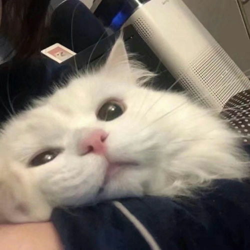 可爱打盹猫头像女生萌孩子