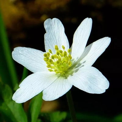 2023最新白色鲜花唯美图片