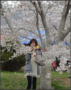 交作业大连樱花节,一组美女原图