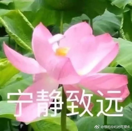你的头像太难看了,赶紧换