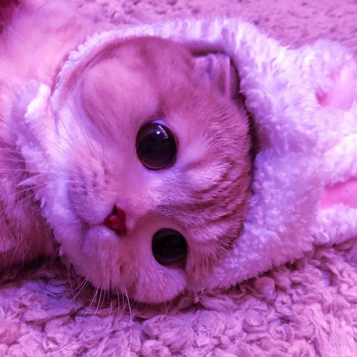 超级可爱的猫咪头像男孩子想要女朋友,女孩子想要什么呢,喵