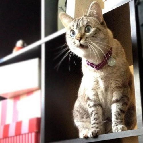 31张傻猫图片,被网友疯传有猫的生活太精彩,赶快养只猫