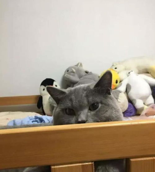 主人带1岁蓝猫做绝育,却万万没想到,这个决定让她后悔终生